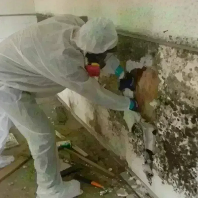 Mold Remediation and Removal in Saint John, MO